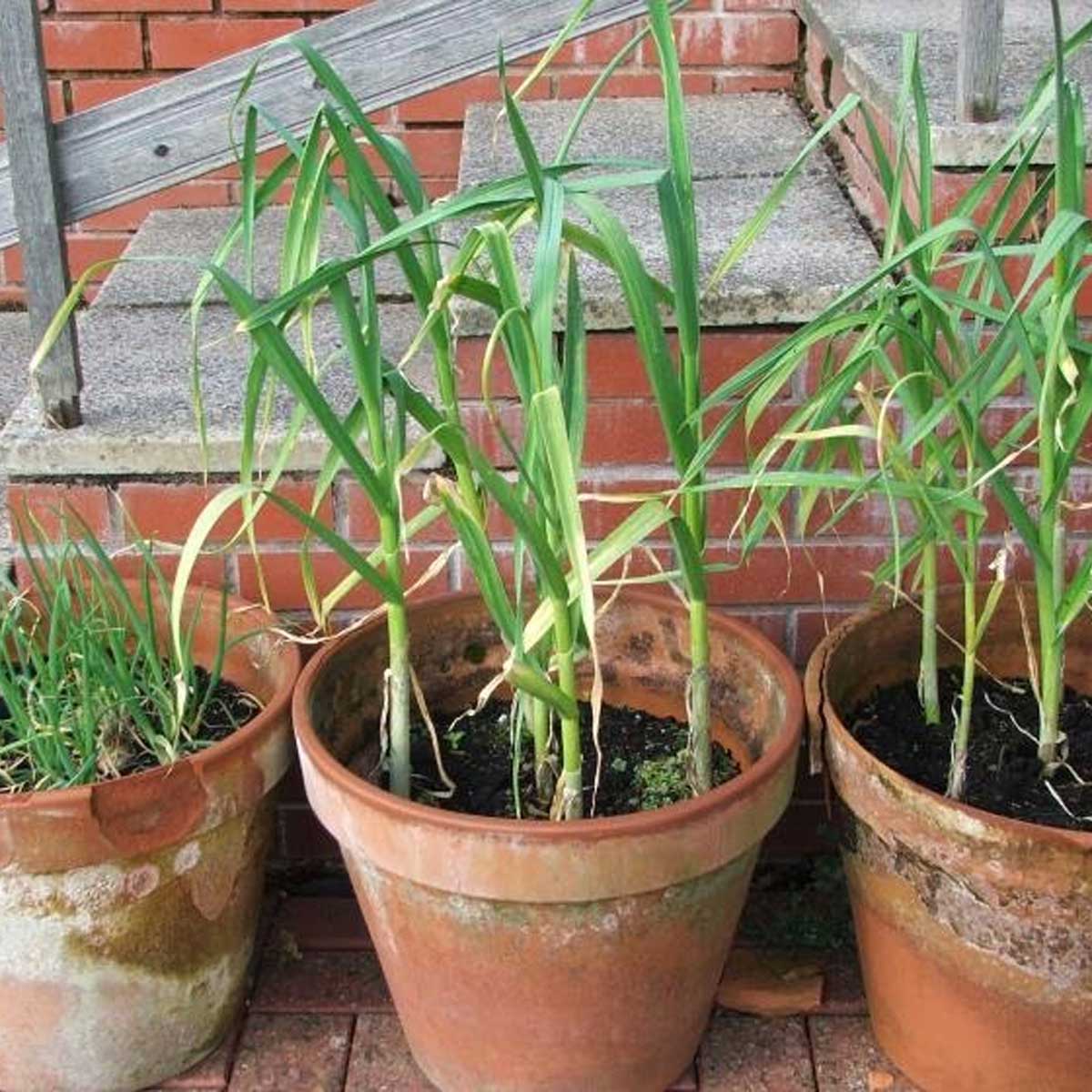 how to grow garlic at home