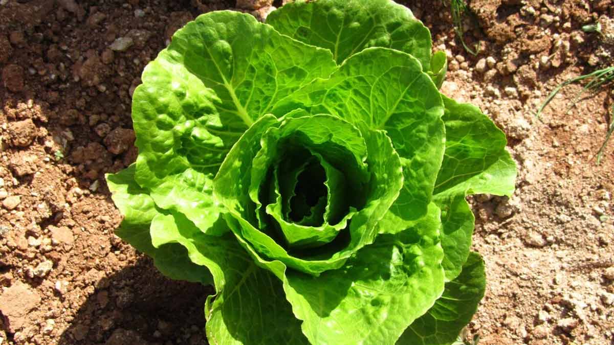 how-to-grow-lettuce-at-home-here-s-a-step-by-step-guide-herzindagi