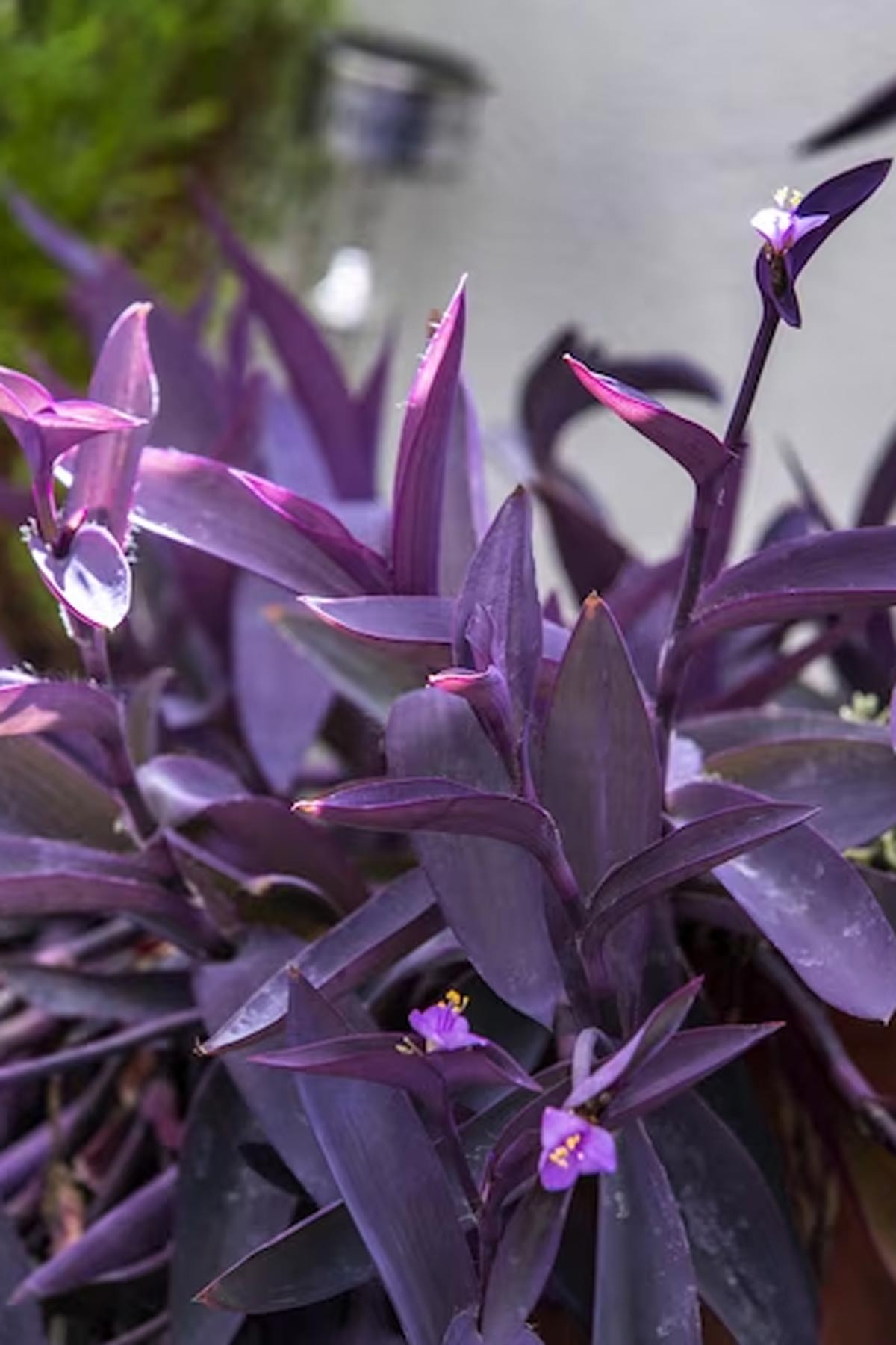 know about purple  heart plant