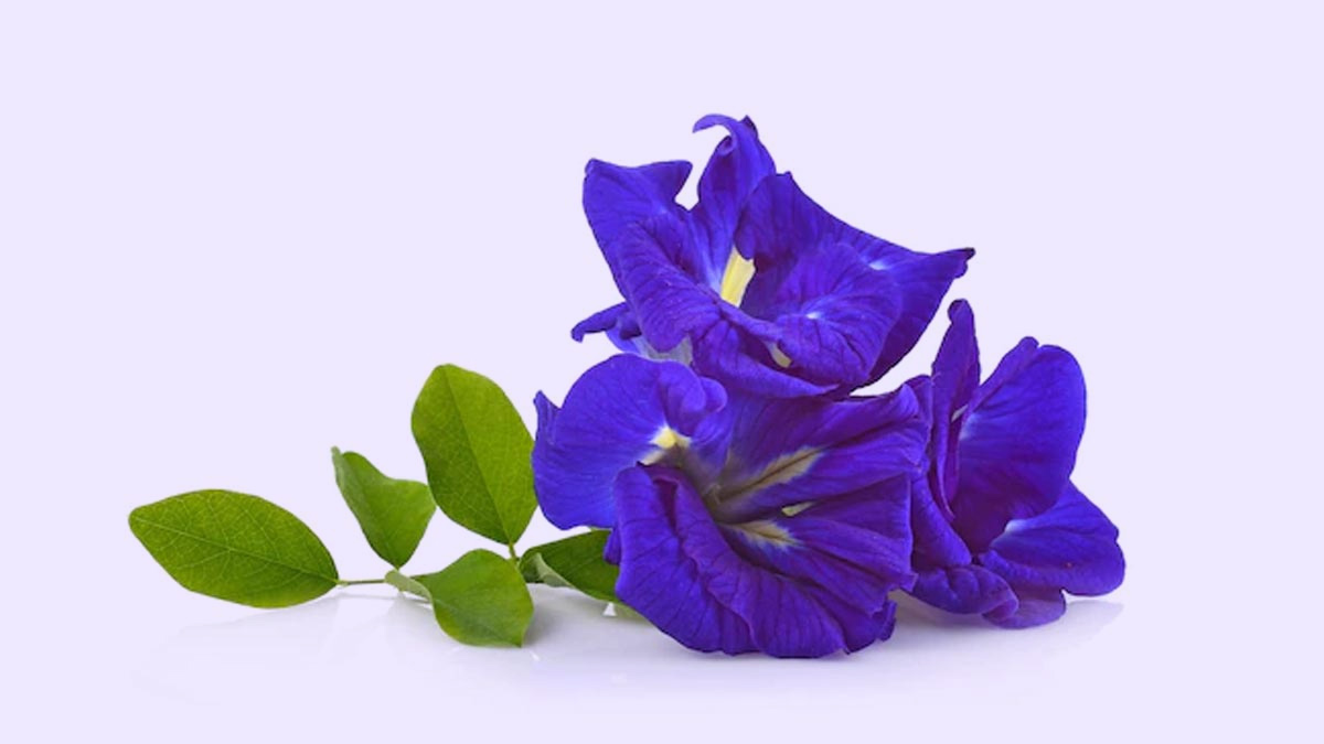 laddu gopal favourite flower