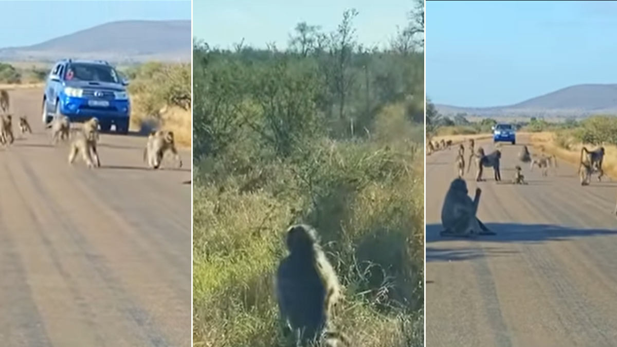 Viral Video लंगूर पर हमला करना तेंदुए को पड़ा भारी देखें वायरल वीडियो Leopard Attacks Baboon 