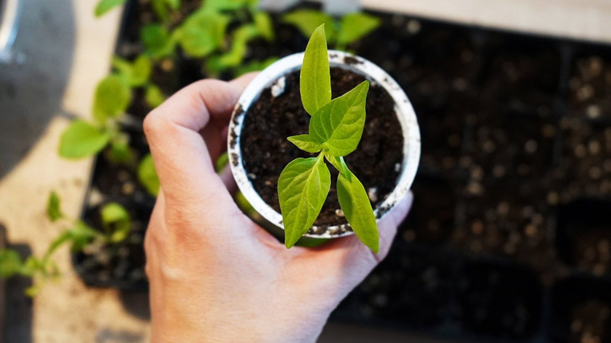 make pot from plastic glass