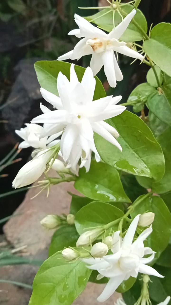 mogra plant and its tips