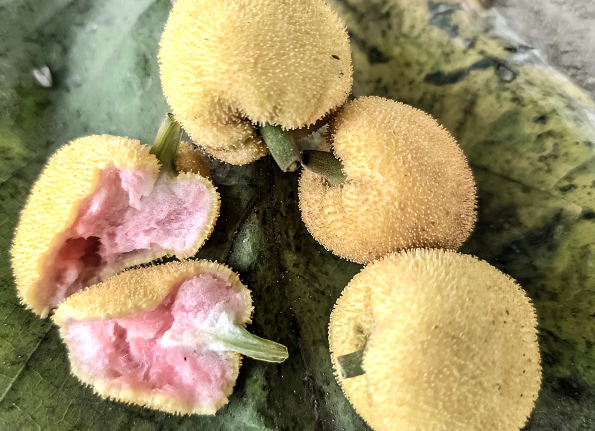 monkey jack fruit in hindi,