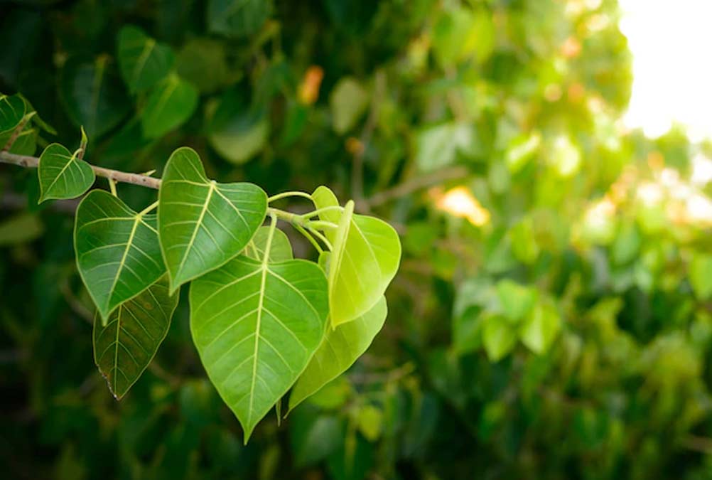 peepal tree astrology