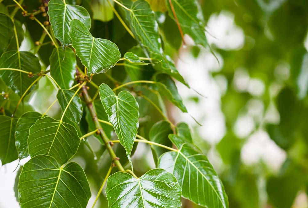 peepal tree significance on puja