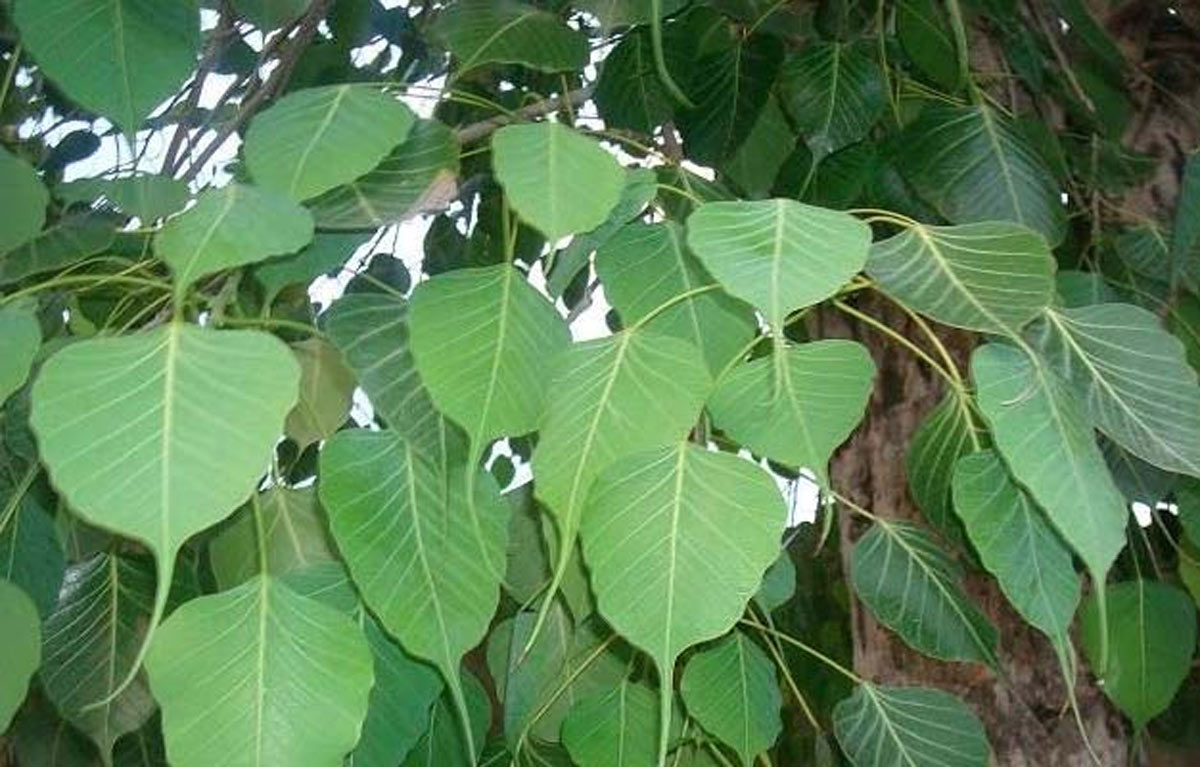 pitra dosha signs at home