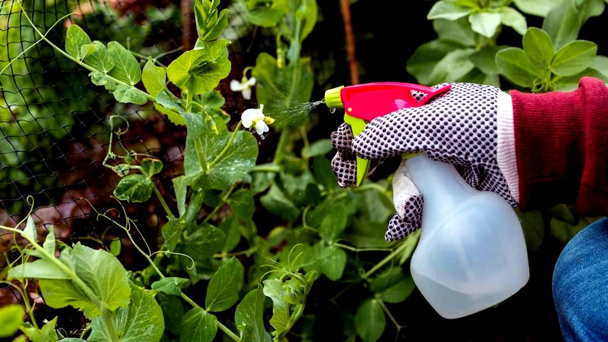 अनार के पौधे से नहीं गिरेगा एक भी फल अगर करेंगी ये काम how to control flower dropping in