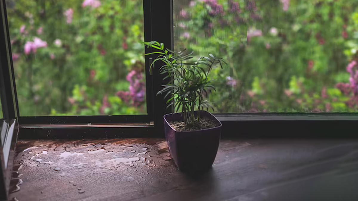 how to take care of indoor plants in rainy season