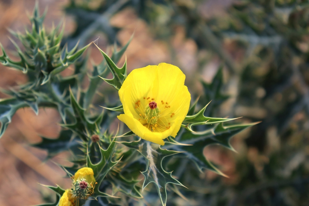 satyanashi ka paudha