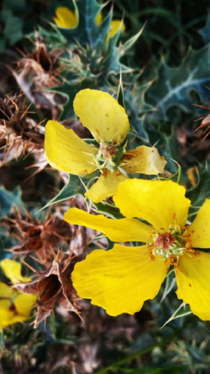 satyanashi ki jad ka powder