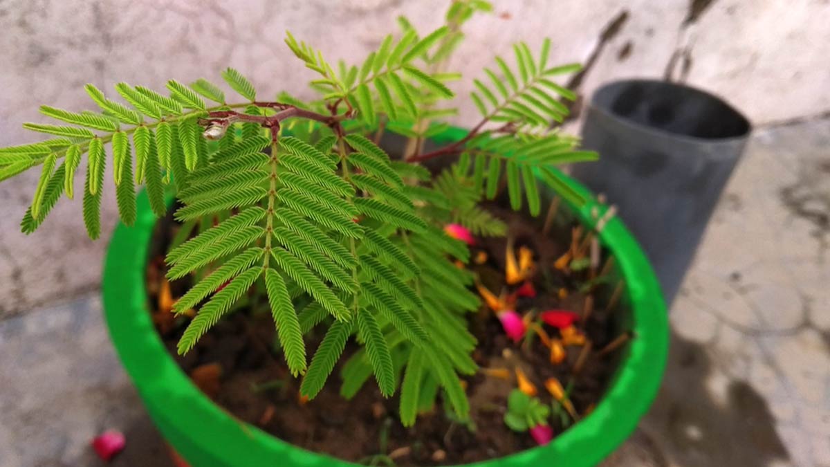 shami plant tips by astro