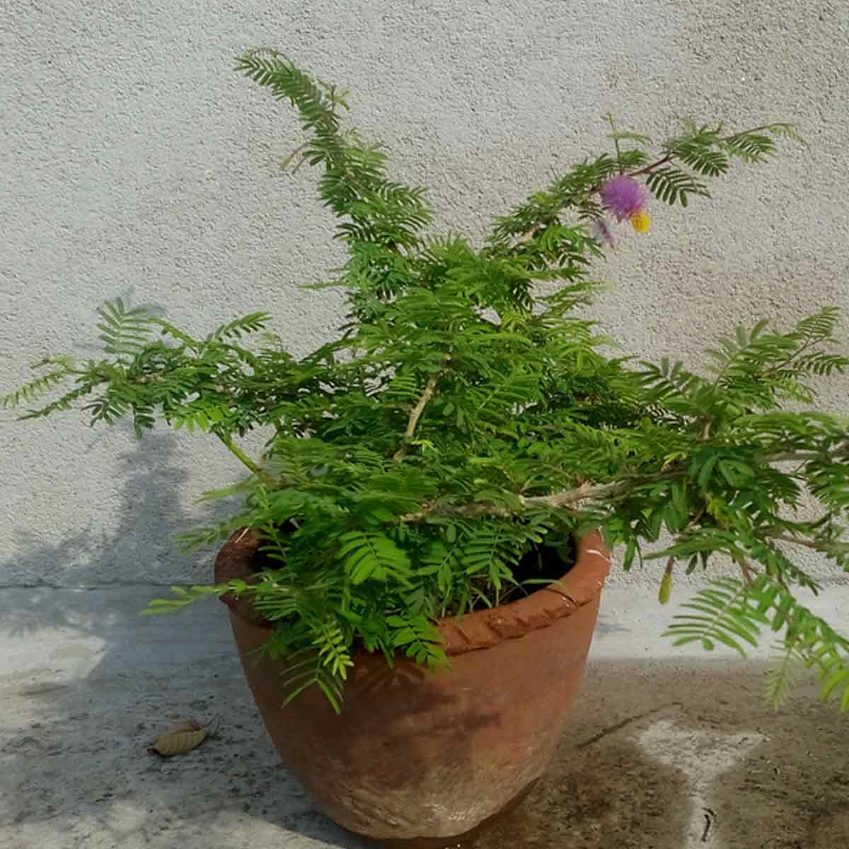shami plant