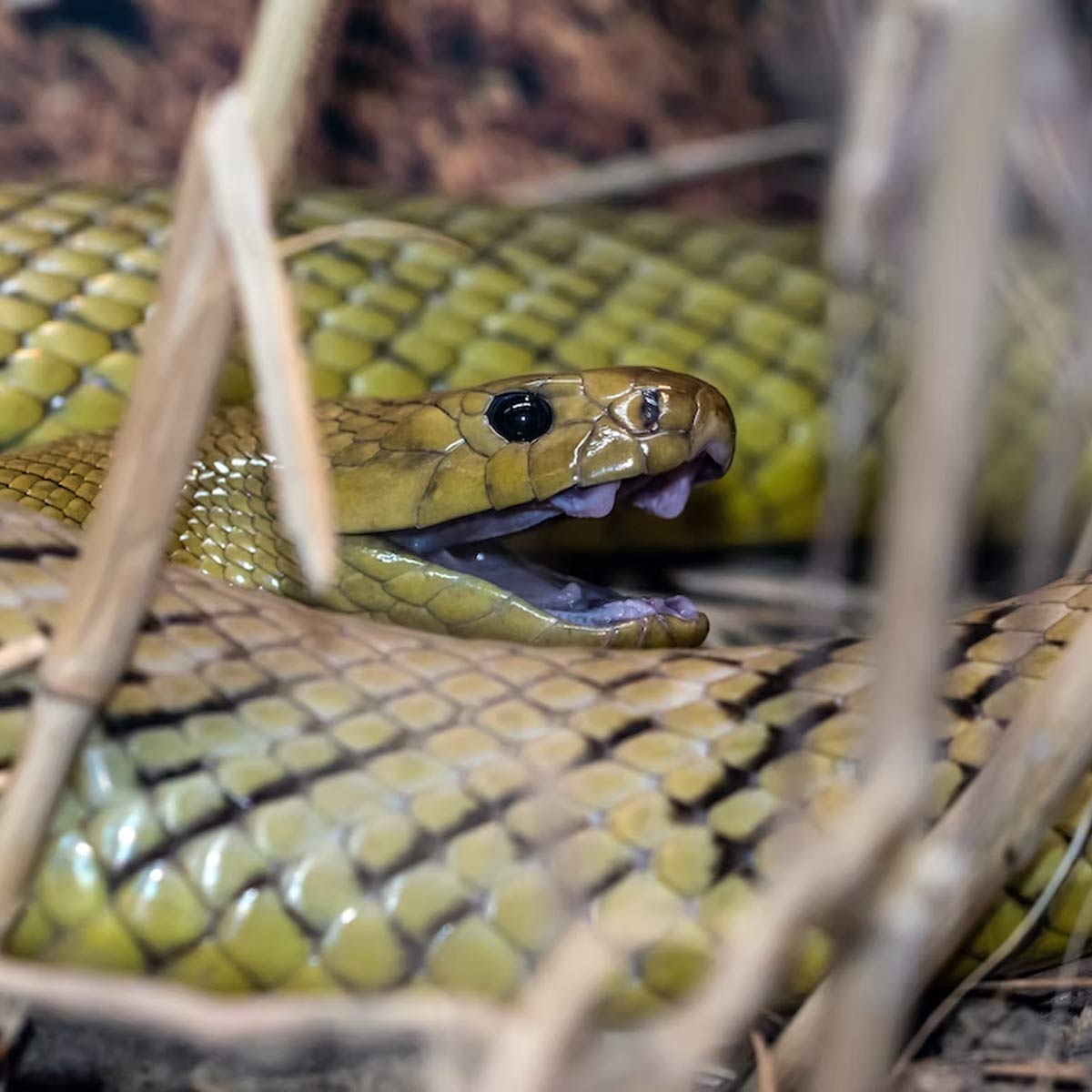 snake bite in head meaning