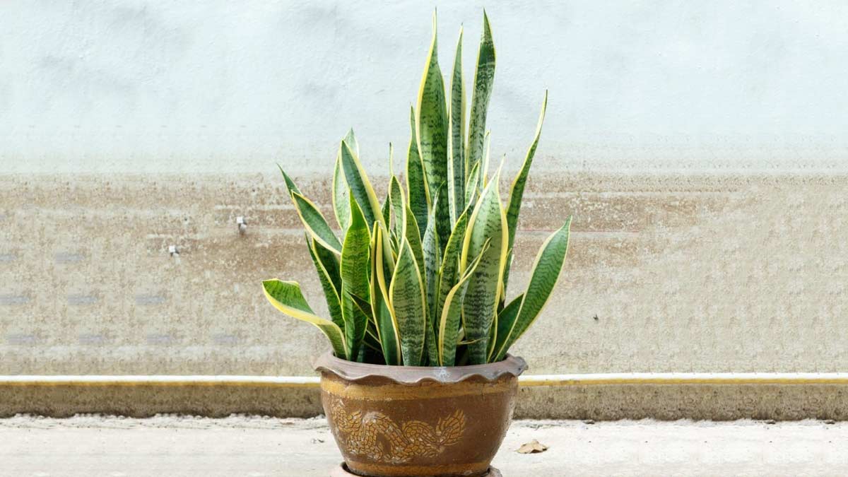 snake plant for garden in hindi