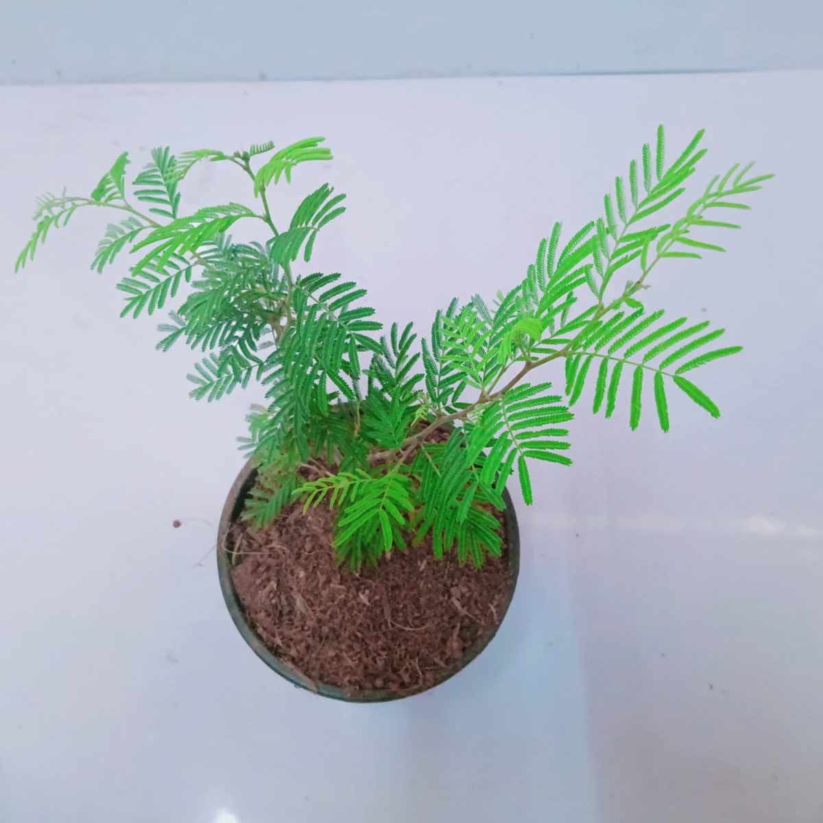 things to add in shami plant soil to increase its greenery