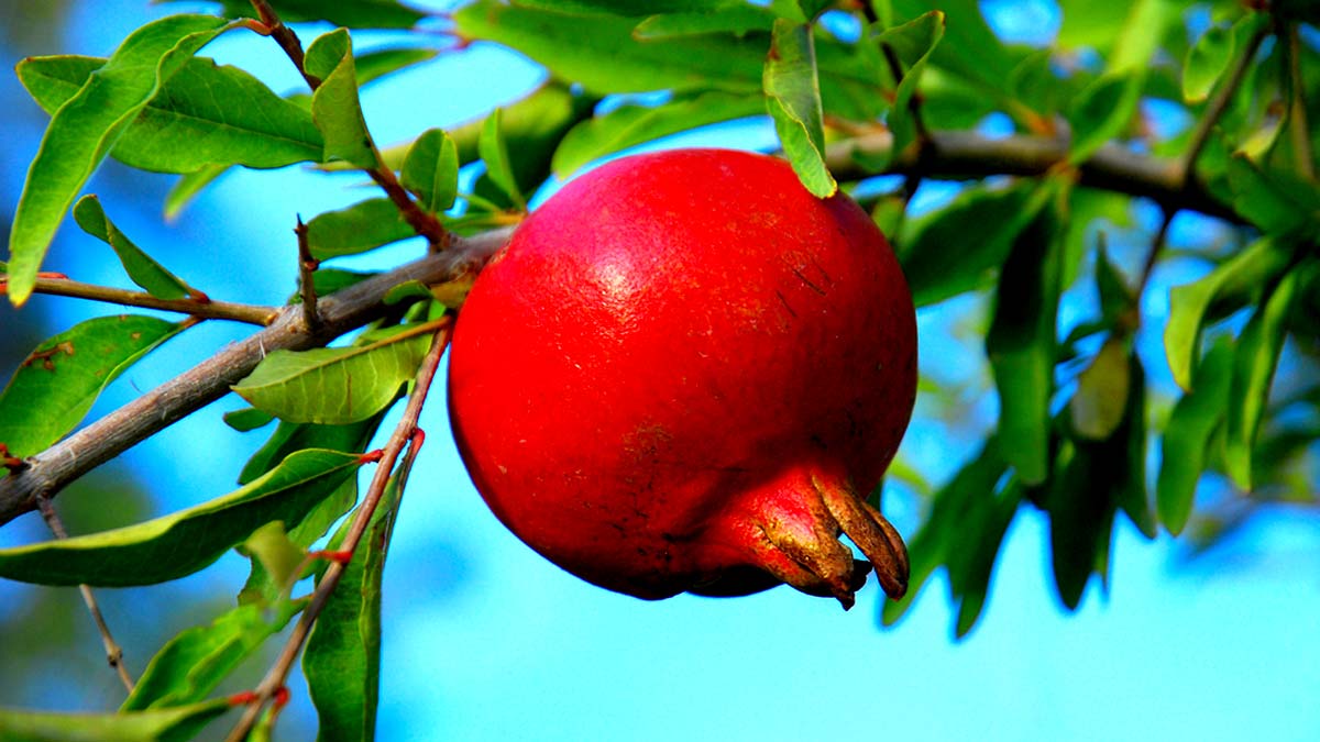 अनार के पौधे से नहीं गिरेगा एक भी फल अगर करेंगी ये काम how to control flower dropping in