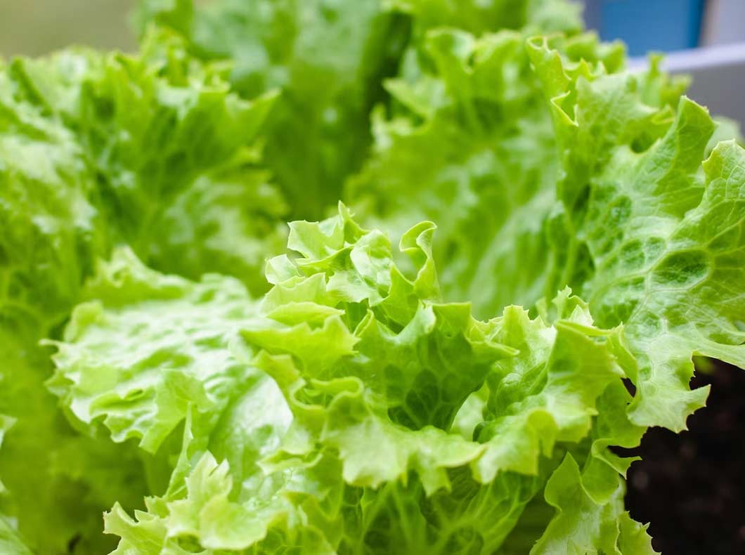 how-to-grow-lettuce-at-home-here-s-a-step-by-step-guide-herzindagi