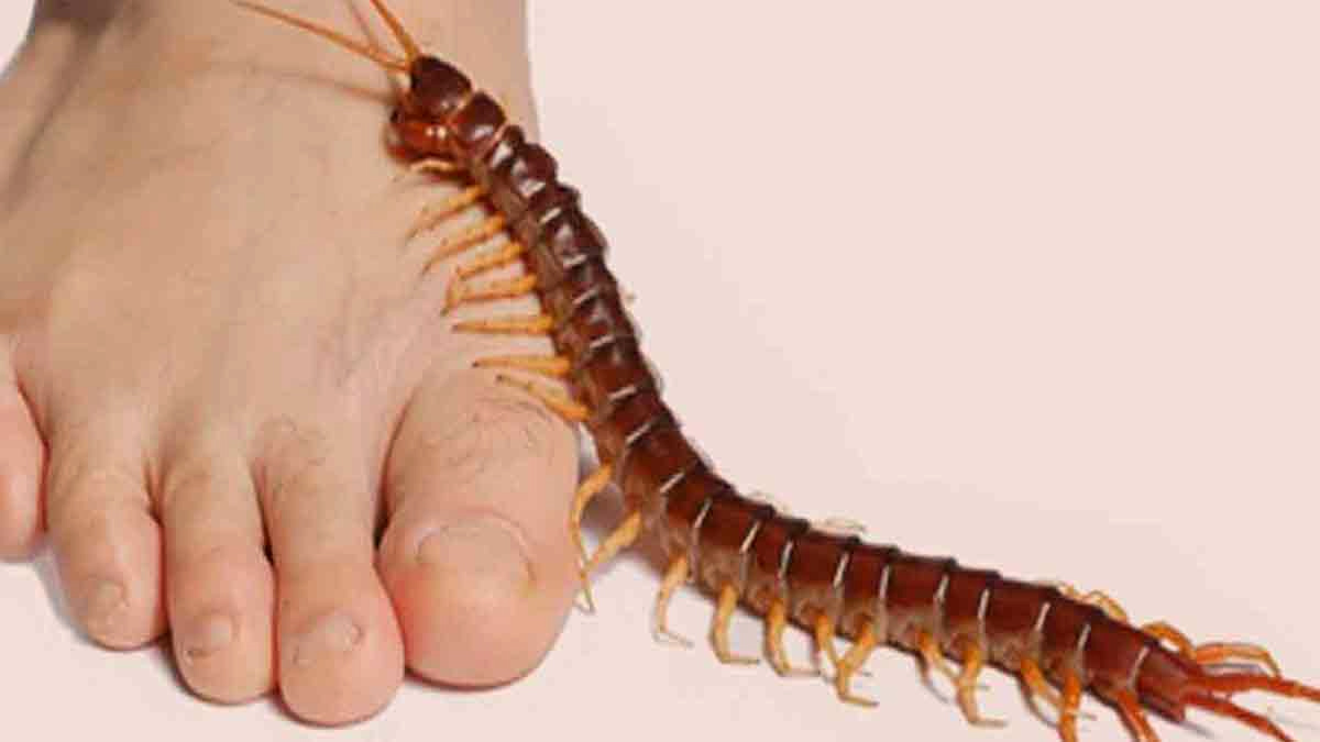what if you see centepede in sawan