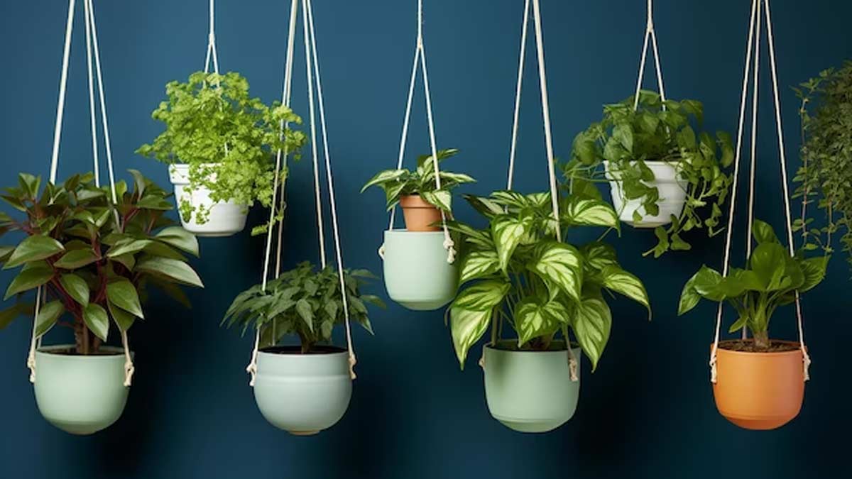 what is the concept of hanging garden