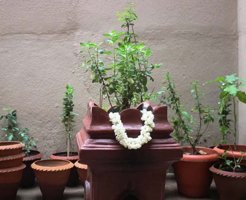 what not to do with dried tulsi plant