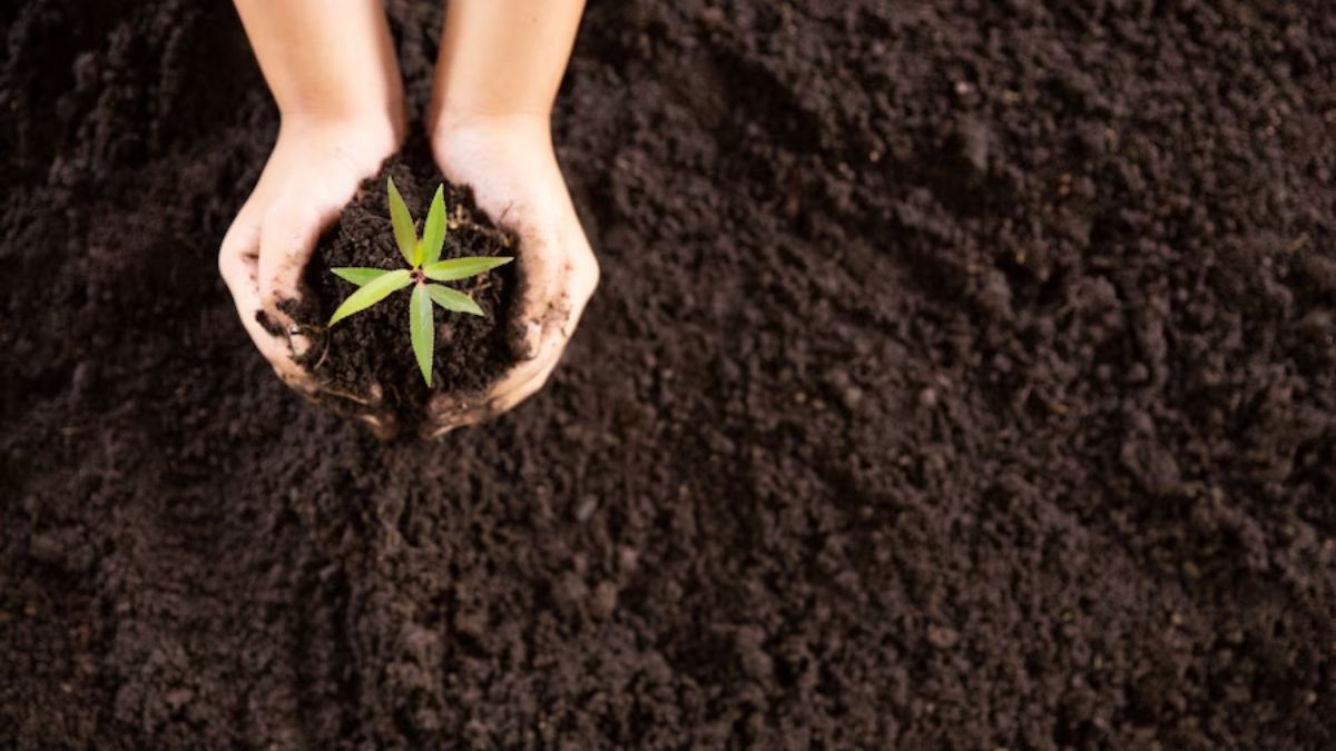 which type of soil to use for plants bugs