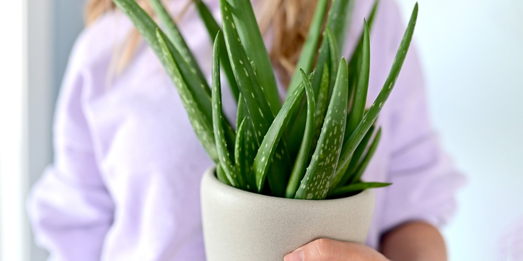 एलोवेरा GIFT IDEAS