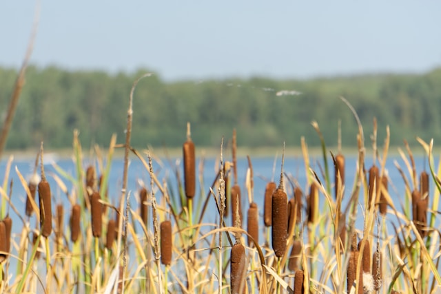 Cattail