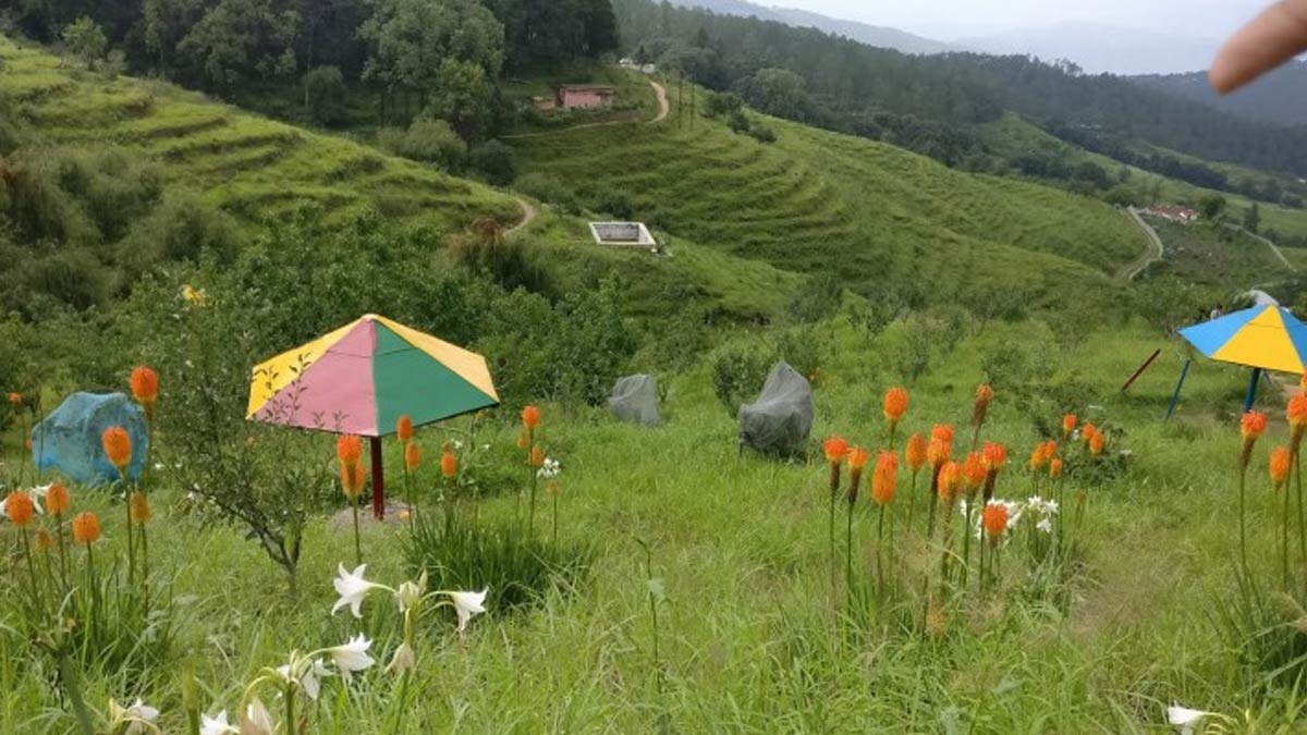 Chaubatia Garden, uttarakhand