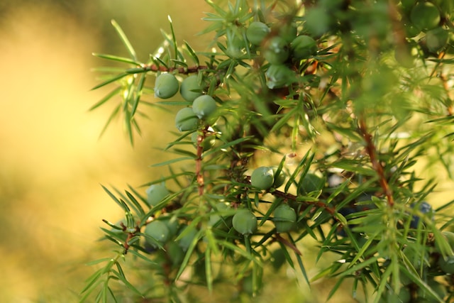 Common Juniper