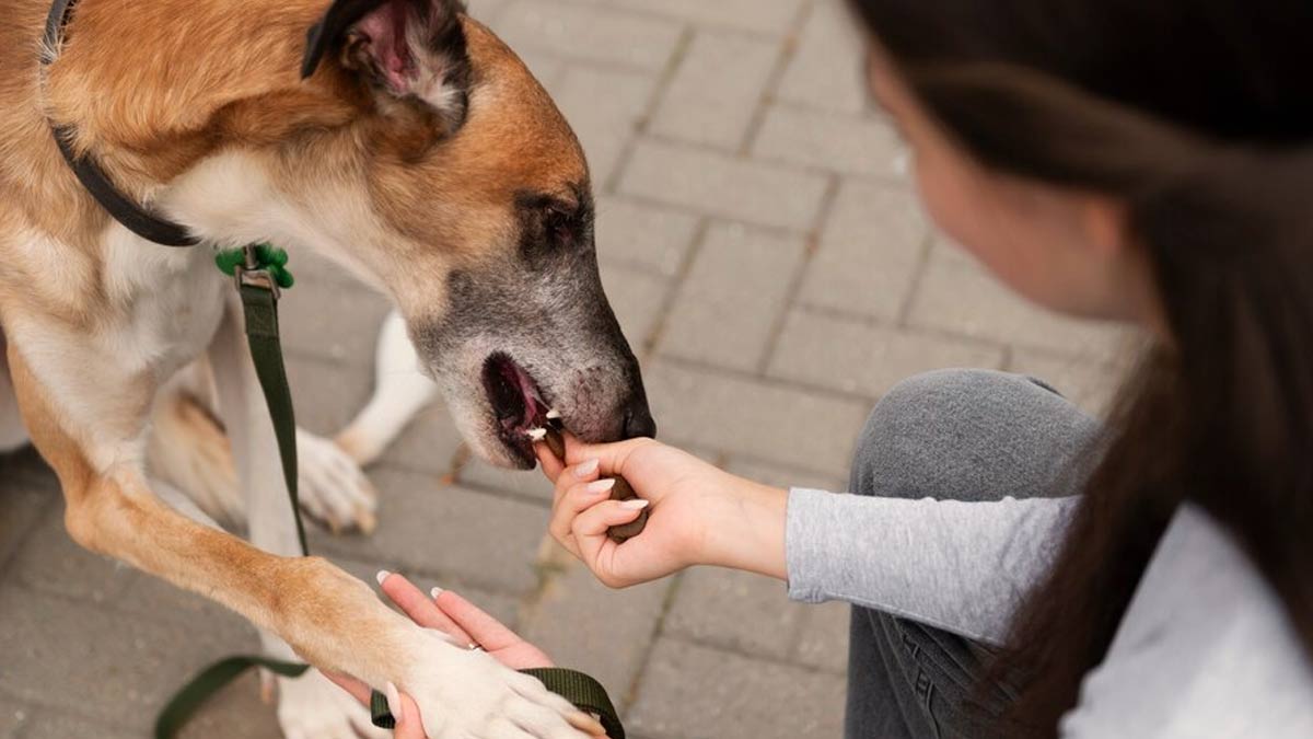 Does pet insurance pay out