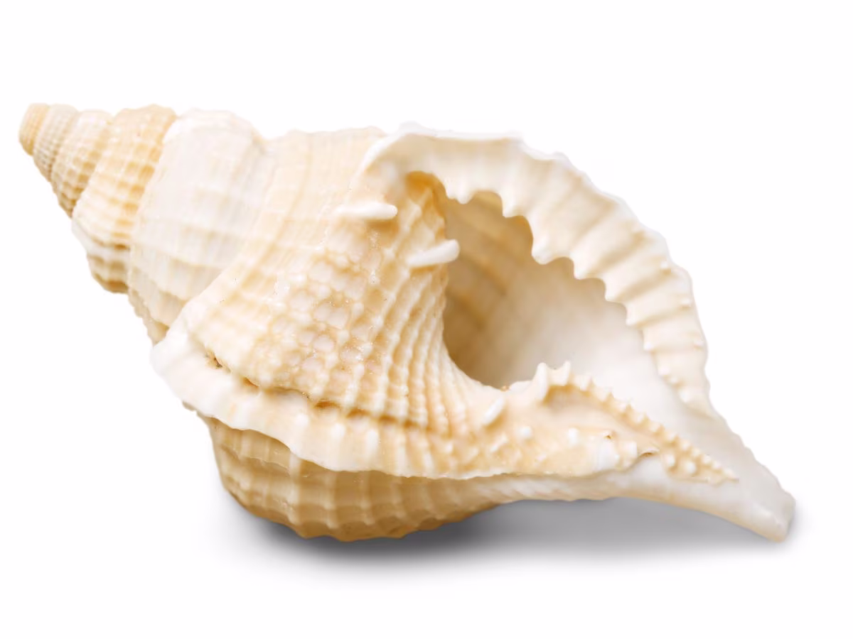 Health and lifestyle   T.