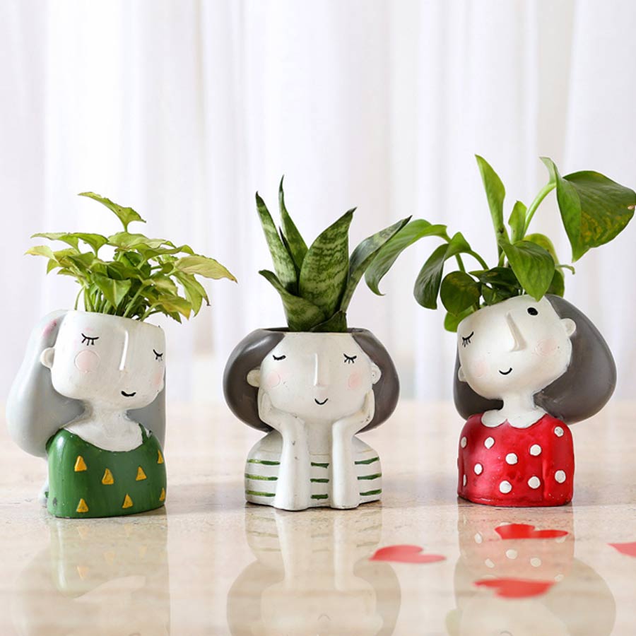 New Year 2024 6 New Year Gift Ideas For Your Family Under Rs 2000   Indoor Plant Set 