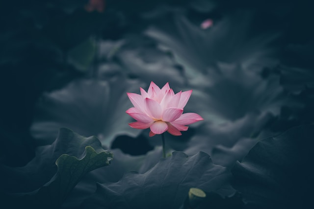 Lotus