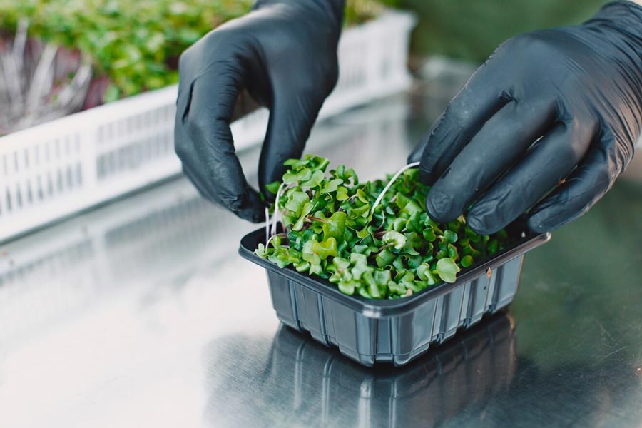 Microgreens soil preprations