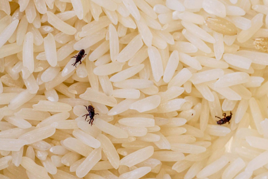 Mint leaves for bugs