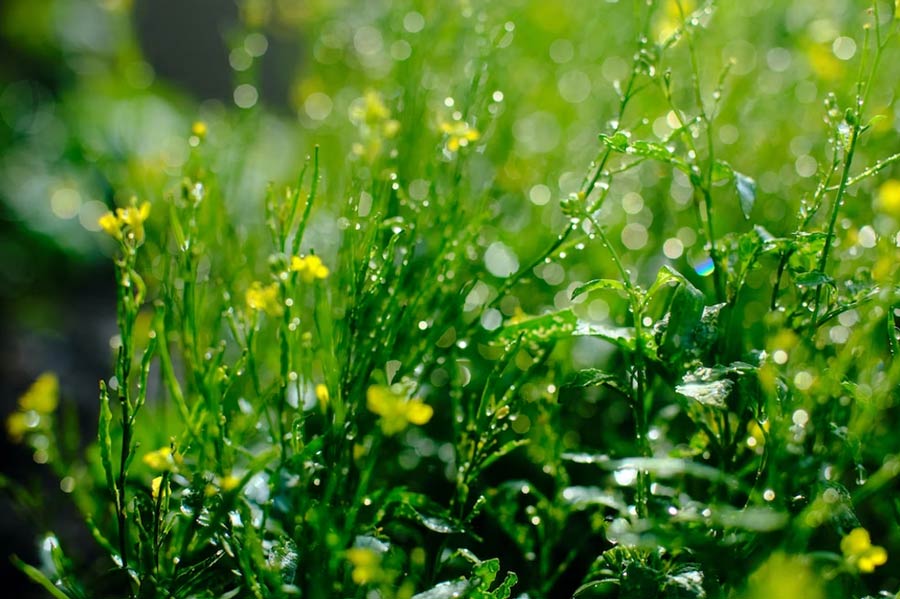 into-the-bloom-how-to-grow-mustard-greens-at-home-herzindagi