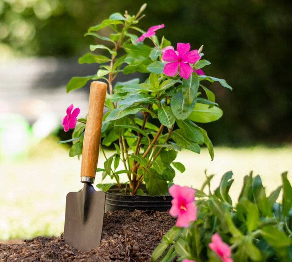 Plant growing tips in hindi