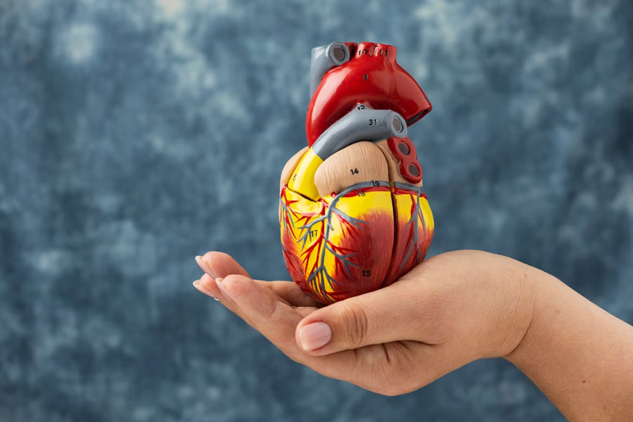 Risk of heart diseases is less