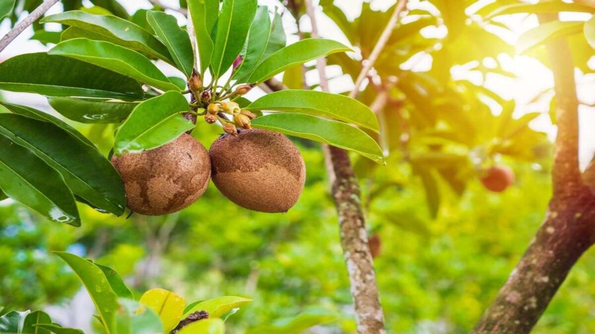 Vitamin Rich Sapota : உடலுக்கு பல நன்மைகள் தரும் சப்போட்டா பழம்