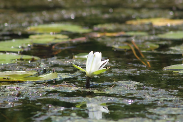 Swamp Lily