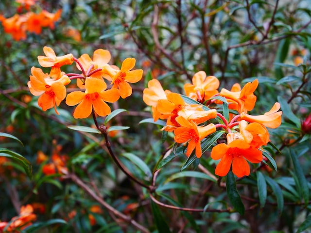 Enhance Your Home Garden With These 5 Stunning Flowering Vines | HerZindagi