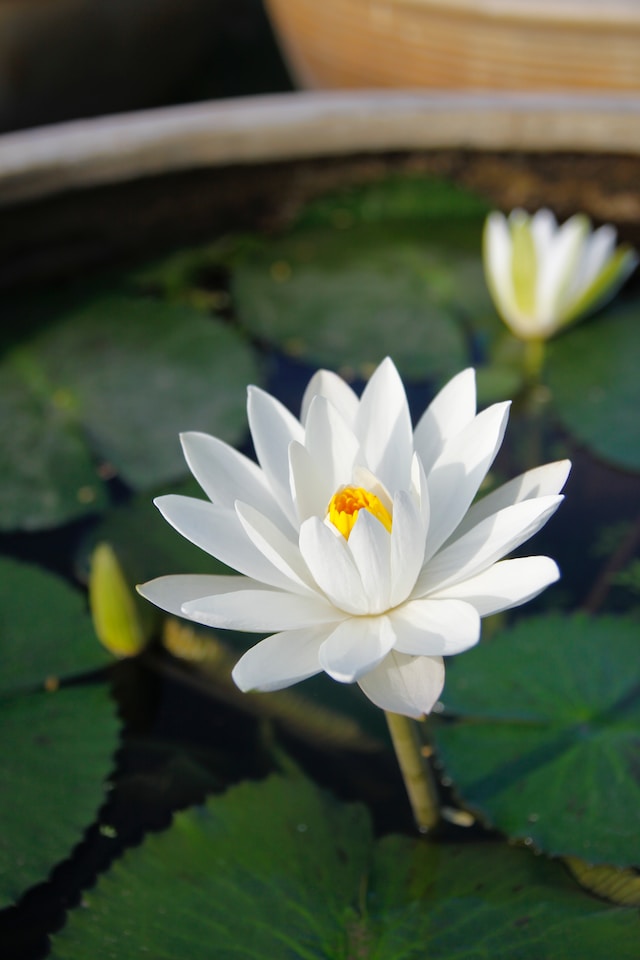 Water Lily