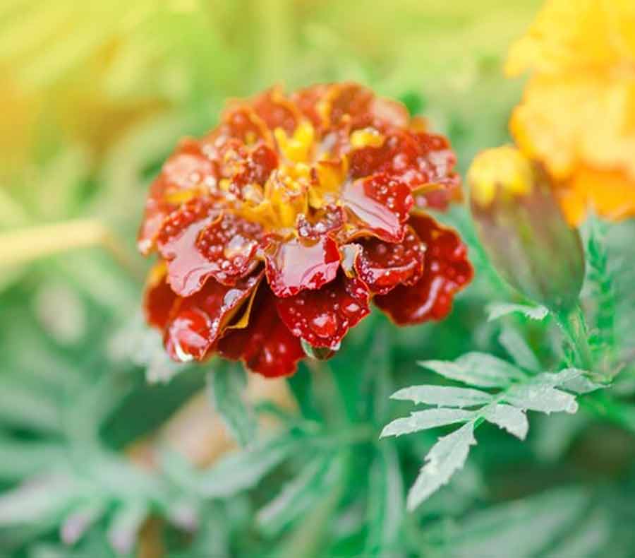 Water your Marigold flowers