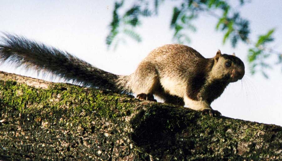 What is the famous item of Virudhunagar