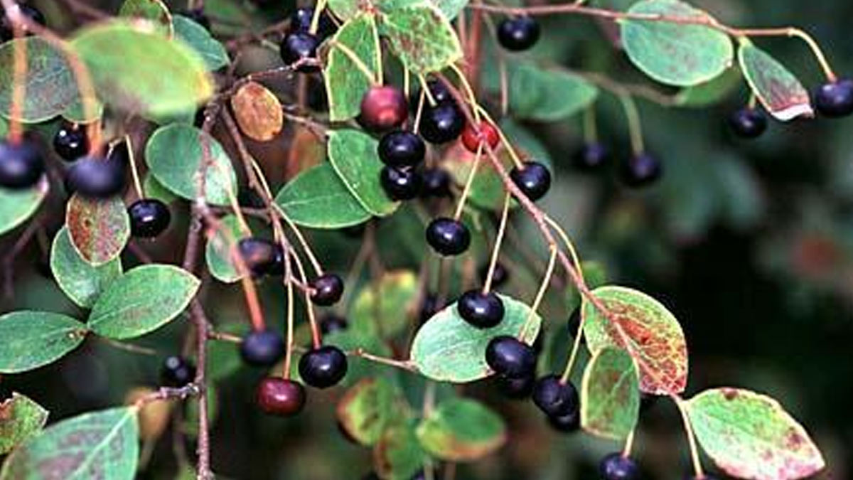 What is the name of the sparkleberry