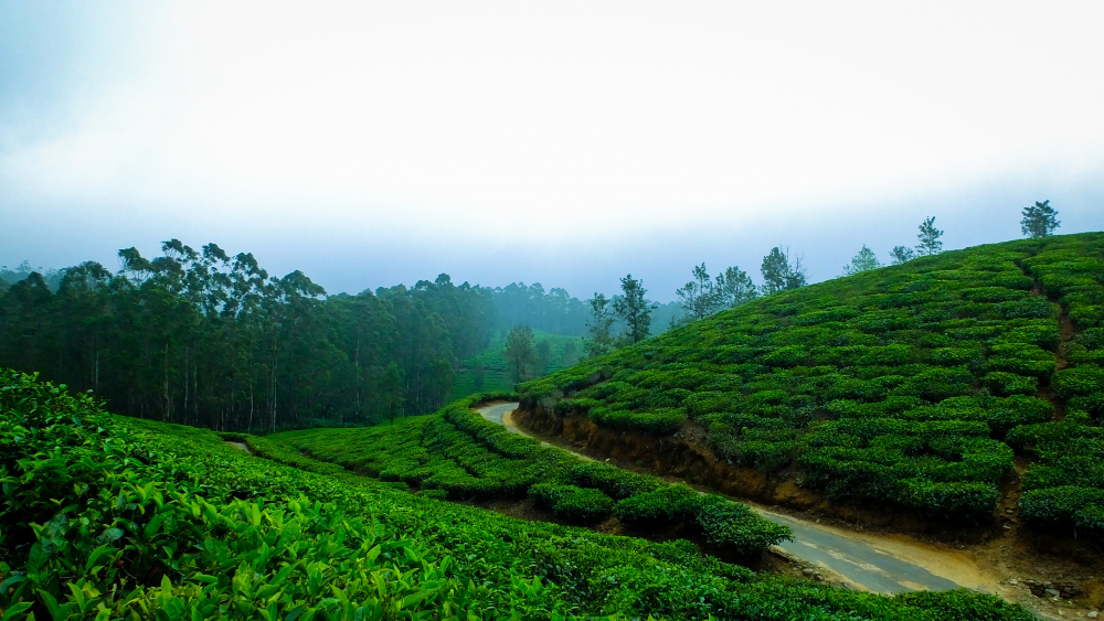 Yercaud