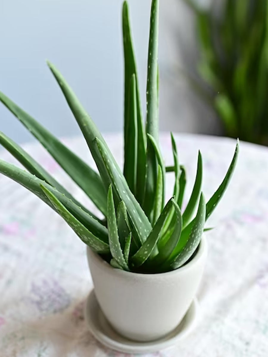 घर की समृद्धि और धन लाभ के लिए किचन में रखें ये 5 पौधे best plants to