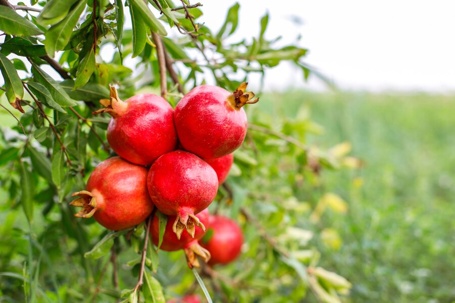 anar for blood circulation