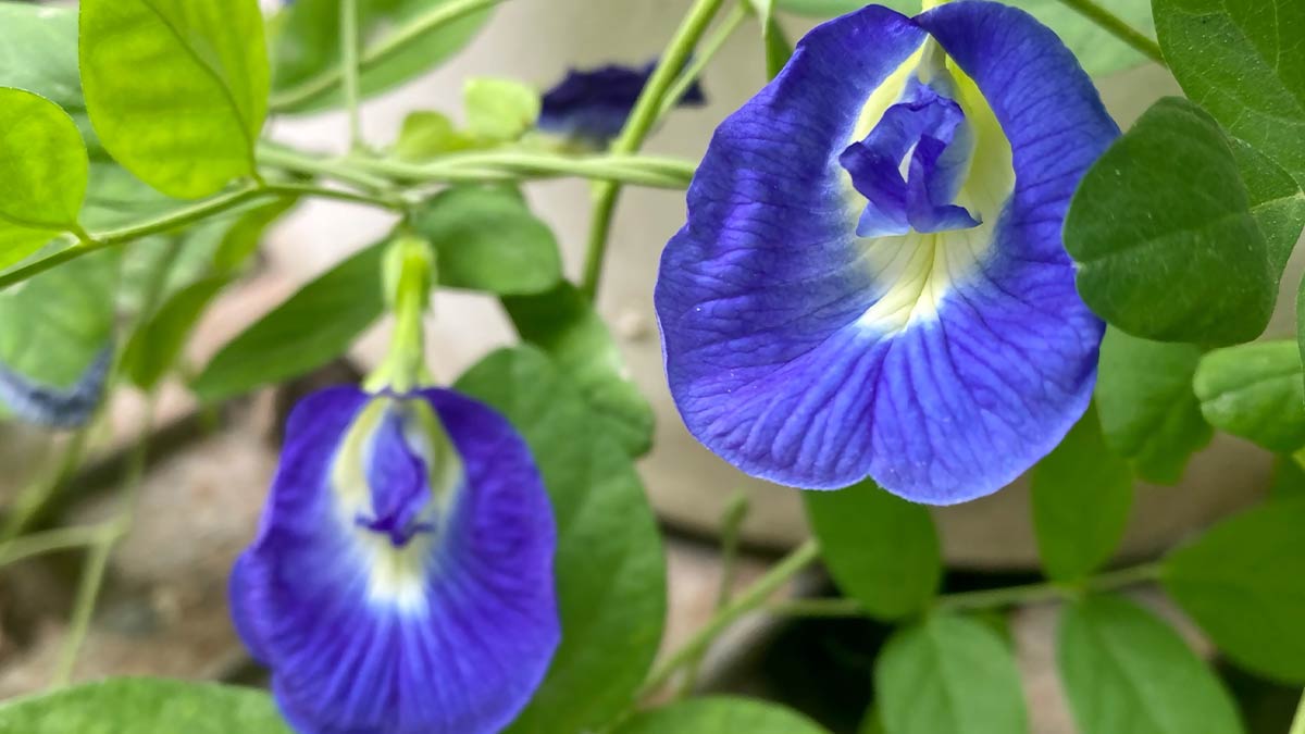 aparajita blue pea flowers home remedy period cramps